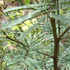 Acacia parramattensis at Watson, ACT - 5 Dec 2024 10:21 AM