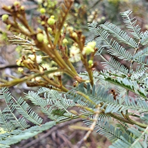 Acacia parramattensis at Watson, ACT - 5 Dec 2024 10:21 AM