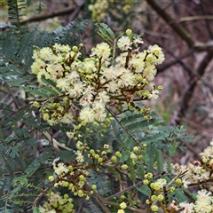 Acacia parramattensis at Watson, ACT - 5 Dec 2024 10:21 AM