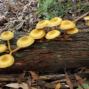 Armillaria luteobubalina at Uriarra Village, ACT - 10 Jun 2024 01:38 PM