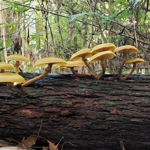 Armillaria luteobubalina at Uriarra Village, ACT - 10 Jun 2024