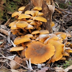 Armillaria luteobubalina at Uriarra Village, ACT - 10 Jun 2024 01:38 PM