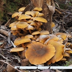 Armillaria luteobubalina at Uriarra Village, ACT - 10 Jun 2024