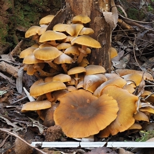 Armillaria luteobubalina at Uriarra Village, ACT - 10 Jun 2024 01:38 PM