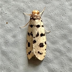 Iphierga sp. (genus) (A case moth) at Ainslie, ACT - 30 Nov 2024 by Pirom