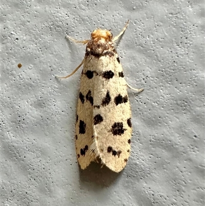 Iphierga sp. (genus) (A case moth) at Ainslie, ACT - 30 Nov 2024 by Pirom