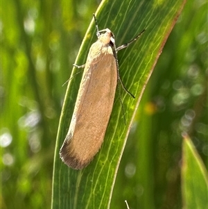 Telocharacta metachroa (A concealer moth) at Tennent, ACT by Pirom