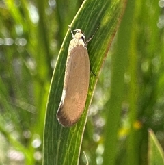 Telocharacta metachroa at Tennent, ACT - 2 Dec 2024