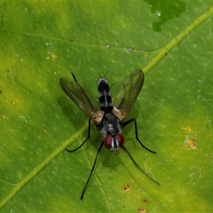 Sumpigaster sp. (genus) (A bristle fly) at Higgins, ACT by AlisonMilton