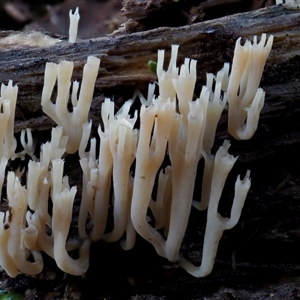 Artomyces sp. (A coral fungus) at Uriarra Village, ACT by KenT