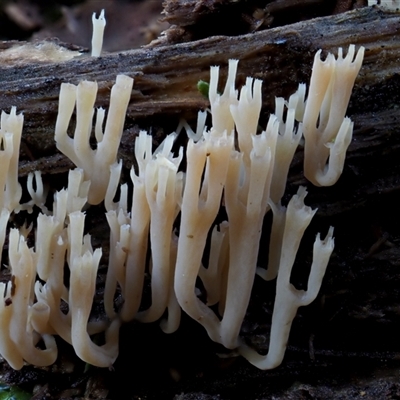 Artomyces sp. (A coral fungus) at Uriarra Village, ACT - 8 Jun 2024 by KenT