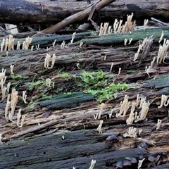 Artomyces sp. at Uriarra Village, ACT - 8 Jun 2024 11:50 AM