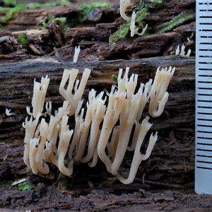 Artomyces sp. at Uriarra Village, ACT - 8 Jun 2024 11:50 AM