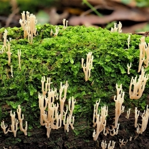 Artomyces sp. (A coral fungus) at Uriarra Village, ACT by KenT