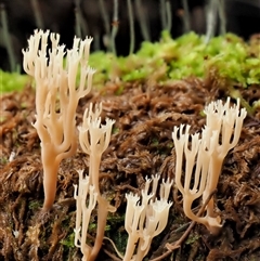 Artomyces sp. at Uriarra Village, ACT - 10 Jun 2024