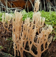 Artomyces sp. at Uriarra Village, ACT - 10 Jun 2024