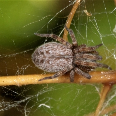 Badumna (genus) (Lattice-web spider) at Higgins, ACT - 1 Dec 2024 by AlisonMilton