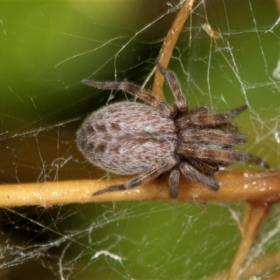 Badumna sp. (genus) (Lattice-web spider) at Higgins, ACT - 1 Dec 2024 by AlisonMilton