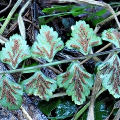 Asplenium flabellifolium (Necklace Fern) at Uriarra Village, ACT - 8 Jun 2024 by KenT