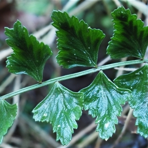 Asplenium flabellifolium at Uriarra Village, ACT - 8 Jun 2024