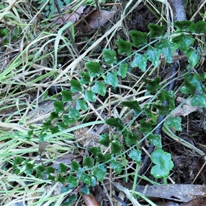 Asplenium flabellifolium at Uriarra Village, ACT - 8 Jun 2024 09:46 AM