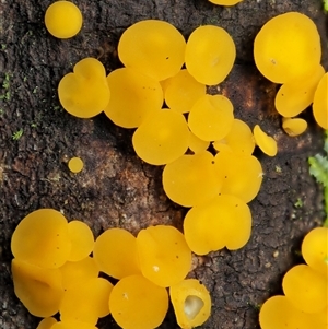 Bisporella citrina (Yellow Fairy Cups or Lemon Discos) at Uriarra Village, ACT by KenT