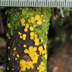 Bisporella citrina at Uriarra Village, ACT - 10 Jun 2024 12:50 PM