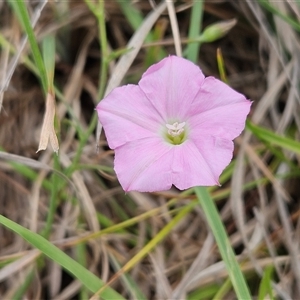 Convolvulus angustissimus subsp. angustissimus at Hawker, ACT - 5 Dec 2024 10:39 AM