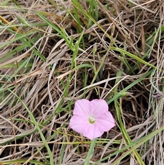 Convolvulus angustissimus subsp. angustissimus at Hawker, ACT - 5 Dec 2024 10:39 AM