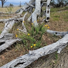 Xerochrysum viscosum (Sticky Everlasting) at Hawker, ACT - 5 Dec 2024 by sangio7