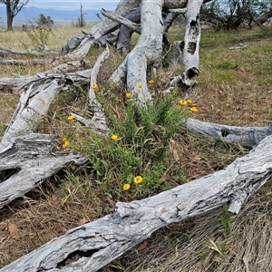 Xerochrysum viscosum at Hawker, ACT - 5 Dec 2024