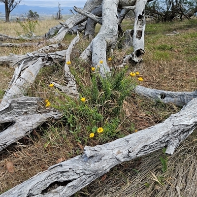 Xerochrysum viscosum (Sticky Everlasting) at Hawker, ACT - 5 Dec 2024 by sangio7