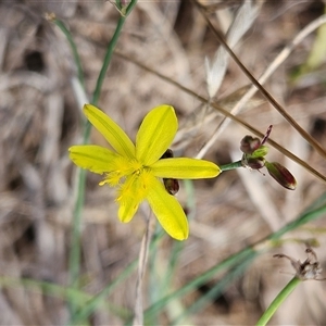 Tricoryne elatior (Yellow Rush Lily) at Hawker, ACT by sangio7