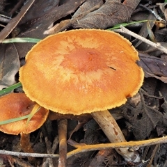 Cortinarius sp. (Cortinarius) at Uriarra Village, ACT - 10 Jun 2024 by KenT