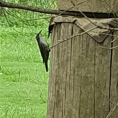 Cormobates leucophaea (White-throated Treecreeper) at Shark Creek, NSW - 5 Dec 2024 by Topwood