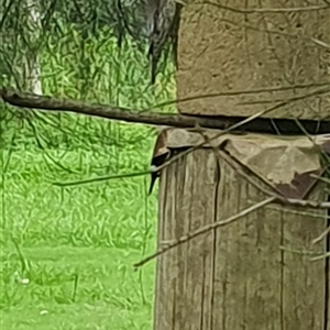 Cormobates leucophaea at Shark Creek, NSW - 5 Dec 2024 06:23 PM