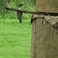 Cormobates leucophaea at Shark Creek, NSW - 5 Dec 2024 06:23 PM