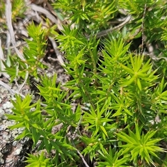 Acrotriche serrulata (Ground-berry) at Whitlam, ACT - 5 Dec 2024 by sangio7