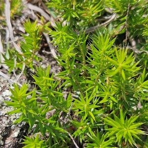 Acrotriche serrulata (Ground-berry) at Whitlam, ACT by sangio7