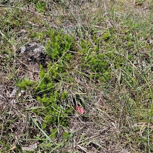 Acrotriche serrulata at Whitlam, ACT - 5 Dec 2024