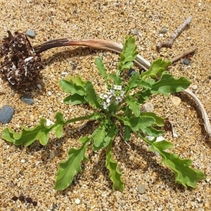 Cakile maritima at Diggers Camp, NSW - 5 Dec 2024 01:51 PM