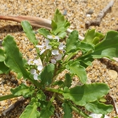 Cakile maritima at Diggers Camp, NSW - 5 Dec 2024