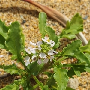 Cakile maritima at Diggers Camp, NSW - 5 Dec 2024