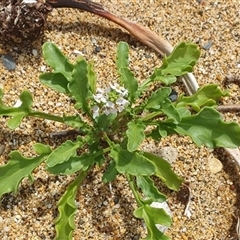 Cakile maritima at Diggers Camp, NSW - 5 Dec 2024