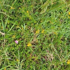 Unidentified Other Wildflower or Herb at Diggers Camp, NSW - 5 Dec 2024 by Topwood