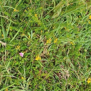 Unidentified Other Wildflower or Herb at Diggers Camp, NSW by Topwood