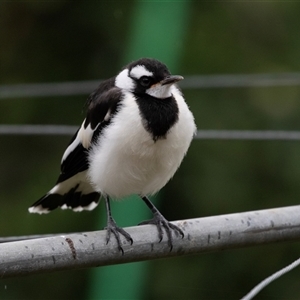 Grallina cyanoleuca at Higgins, ACT - 29 Nov 2024 05:55 PM