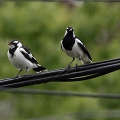 Grallina cyanoleuca at Higgins, ACT - 29 Nov 2024 05:55 PM