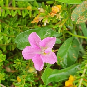 Unidentified Other Wildflower or Herb at Diggers Camp, NSW by Topwood