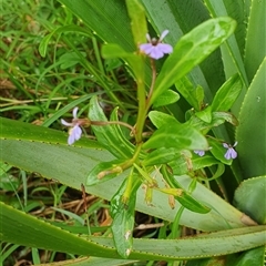 Lobelia anceps (Angled Lobelia) at Diggers Camp, NSW - 5 Dec 2024 by Topwood